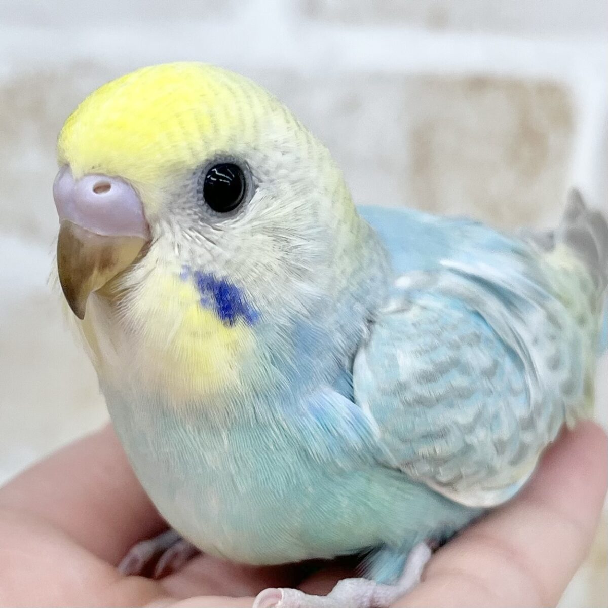 キュルルンおめめ👀✨　セキセイインコ（パステルレインボー）