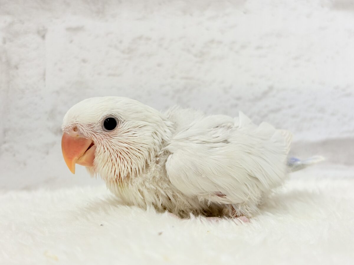 コザクラインコ（小桜インコ）