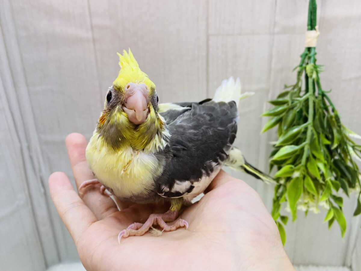 オカメインコ