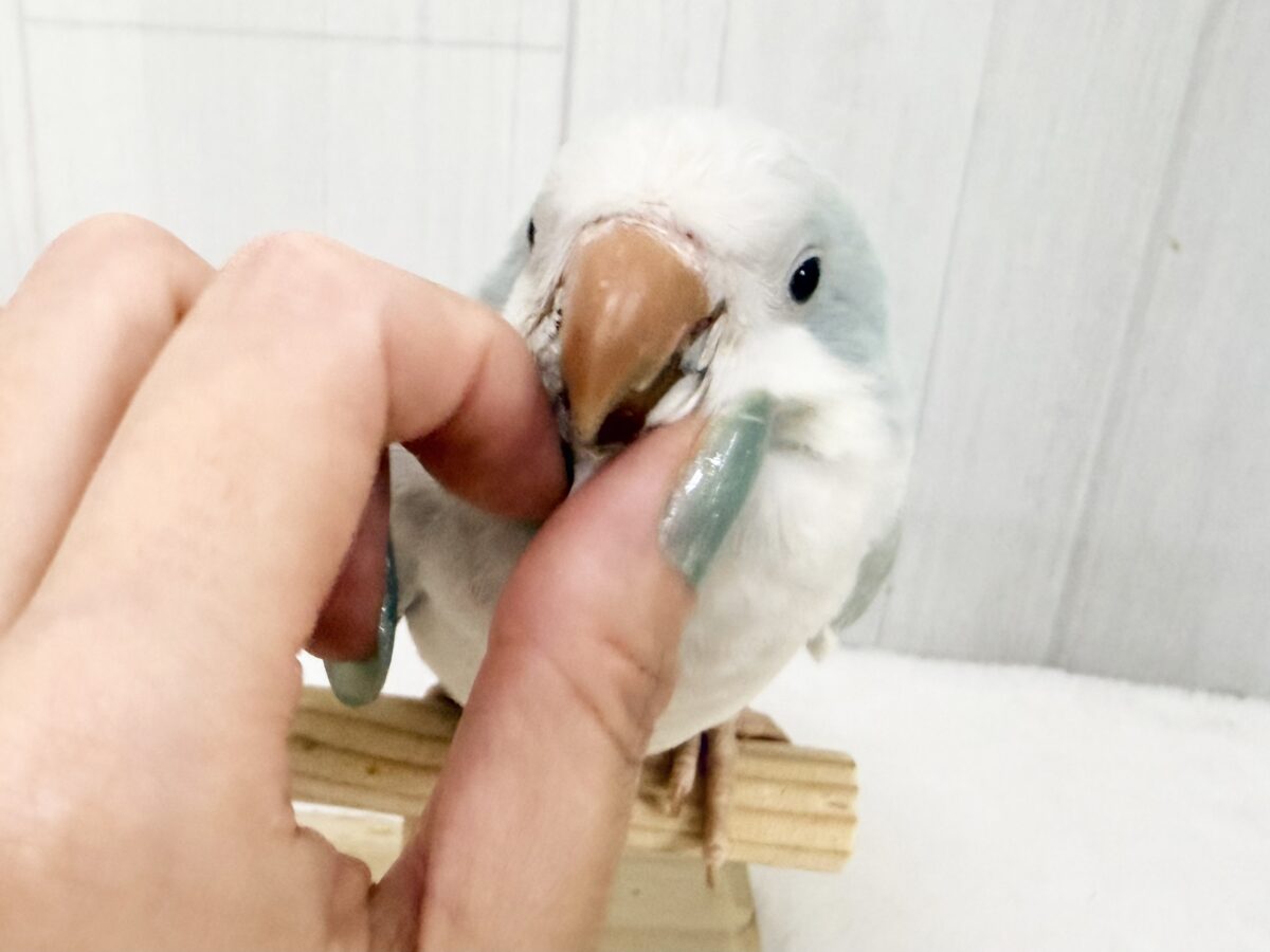 オキナインコ