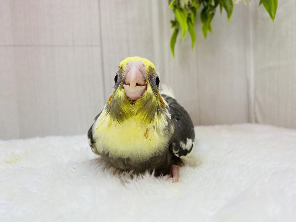 オカメインコ