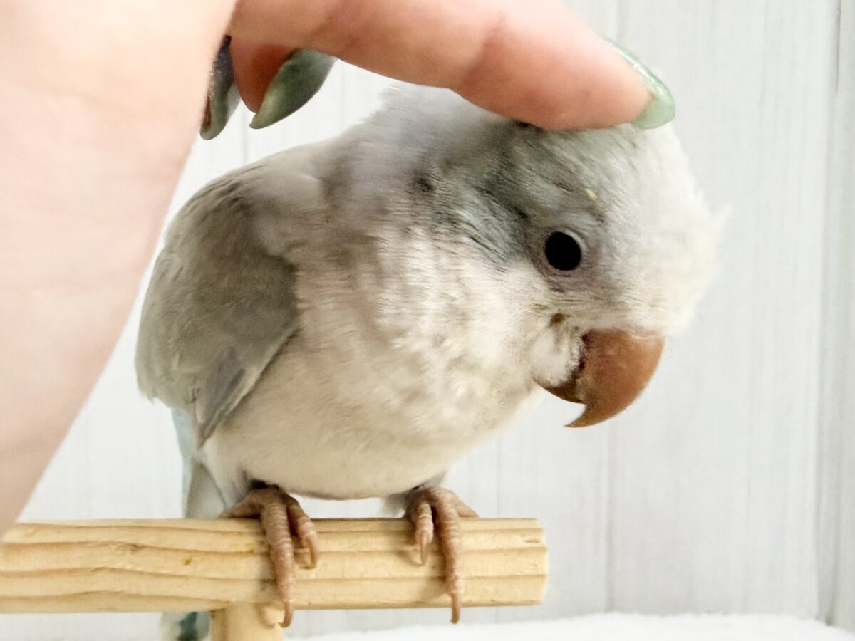 オキナインコ