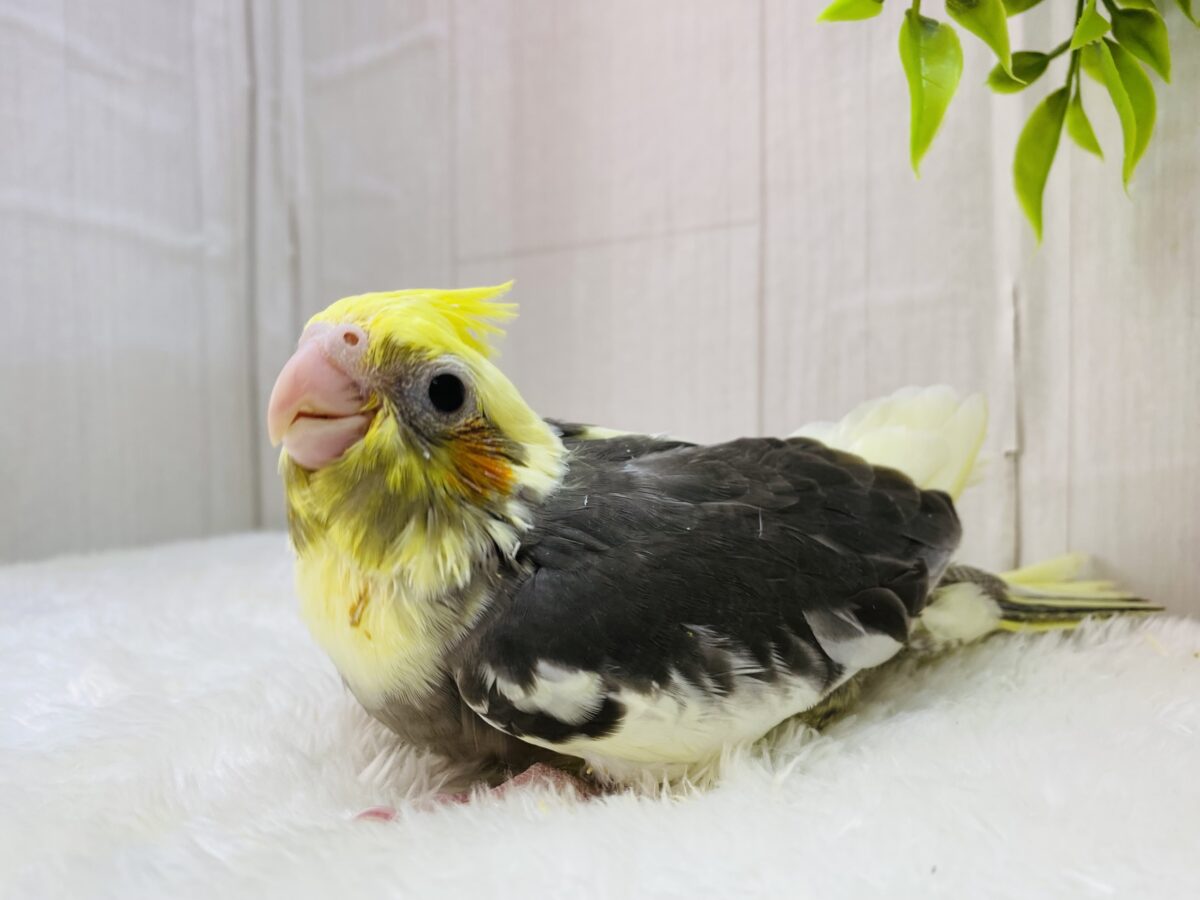オカメインコ