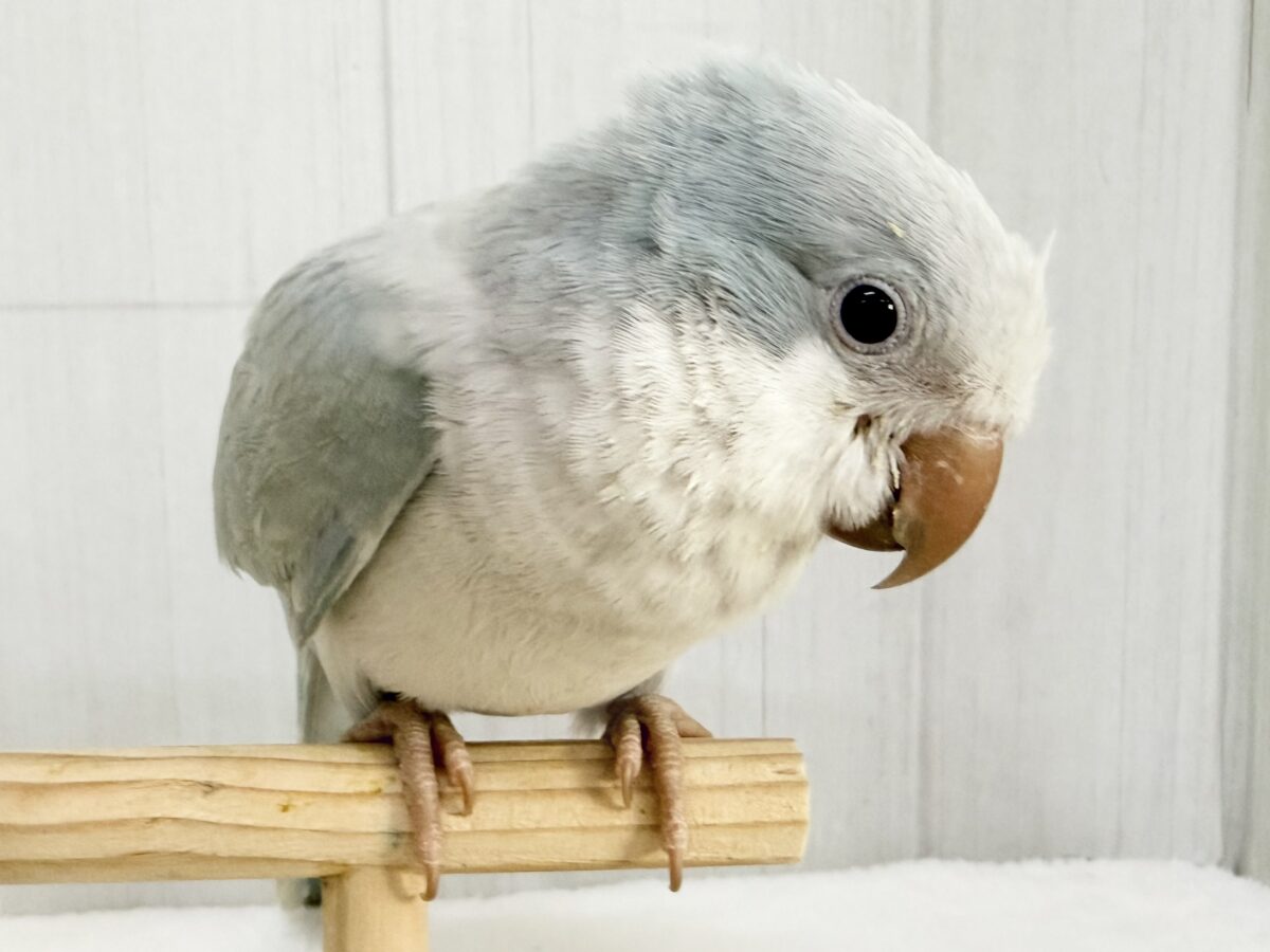 オキナインコ