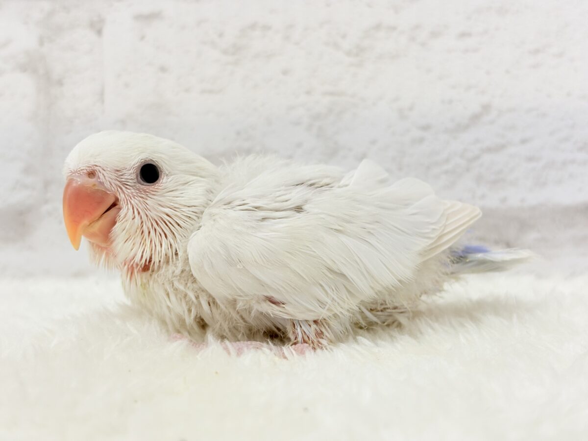 コザクラインコ（小桜インコ）
