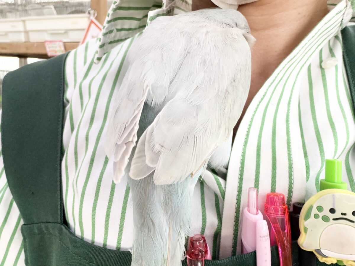 オキナインコ