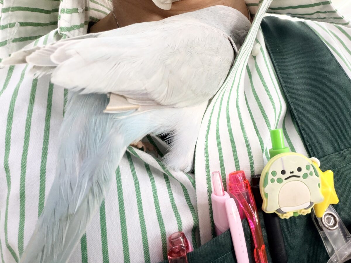 オキナインコ