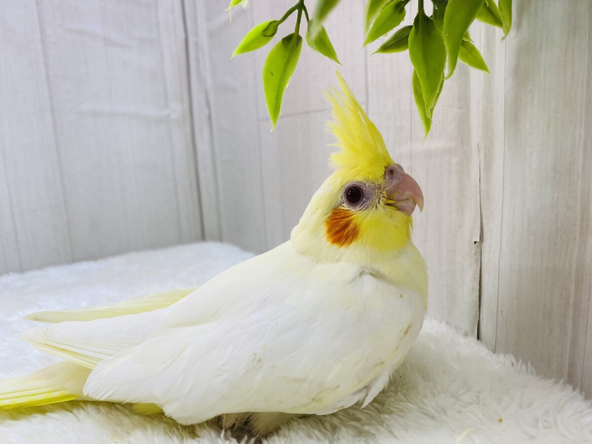 オカメインコ