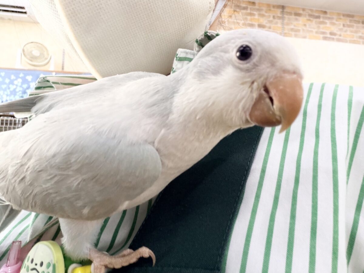 オキナインコ