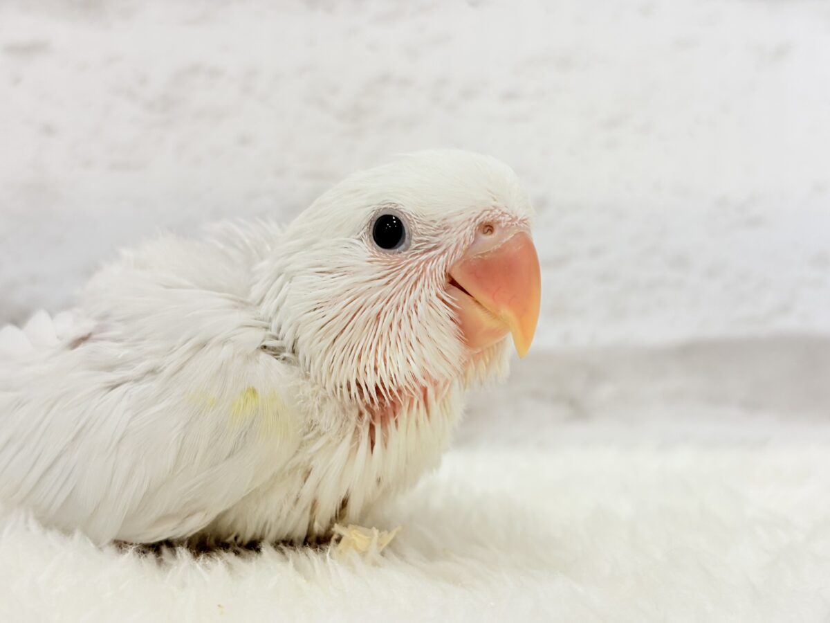 コザクラインコ（小桜インコ）