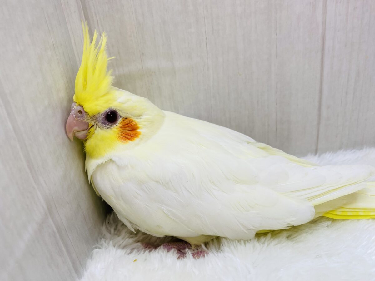 ドキドキが止まらない…💗人気カラーのオカメインコルチノー🎈✨