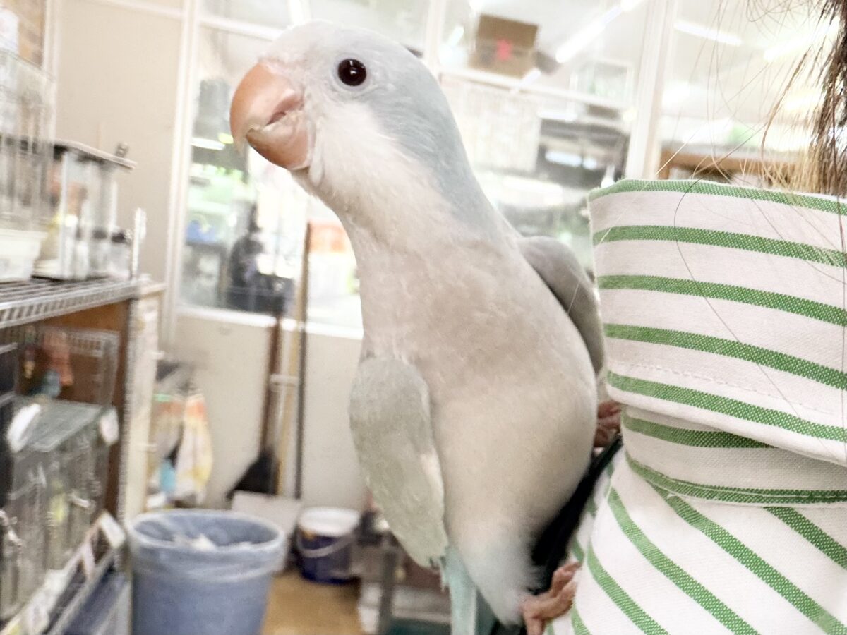 オキナインコ