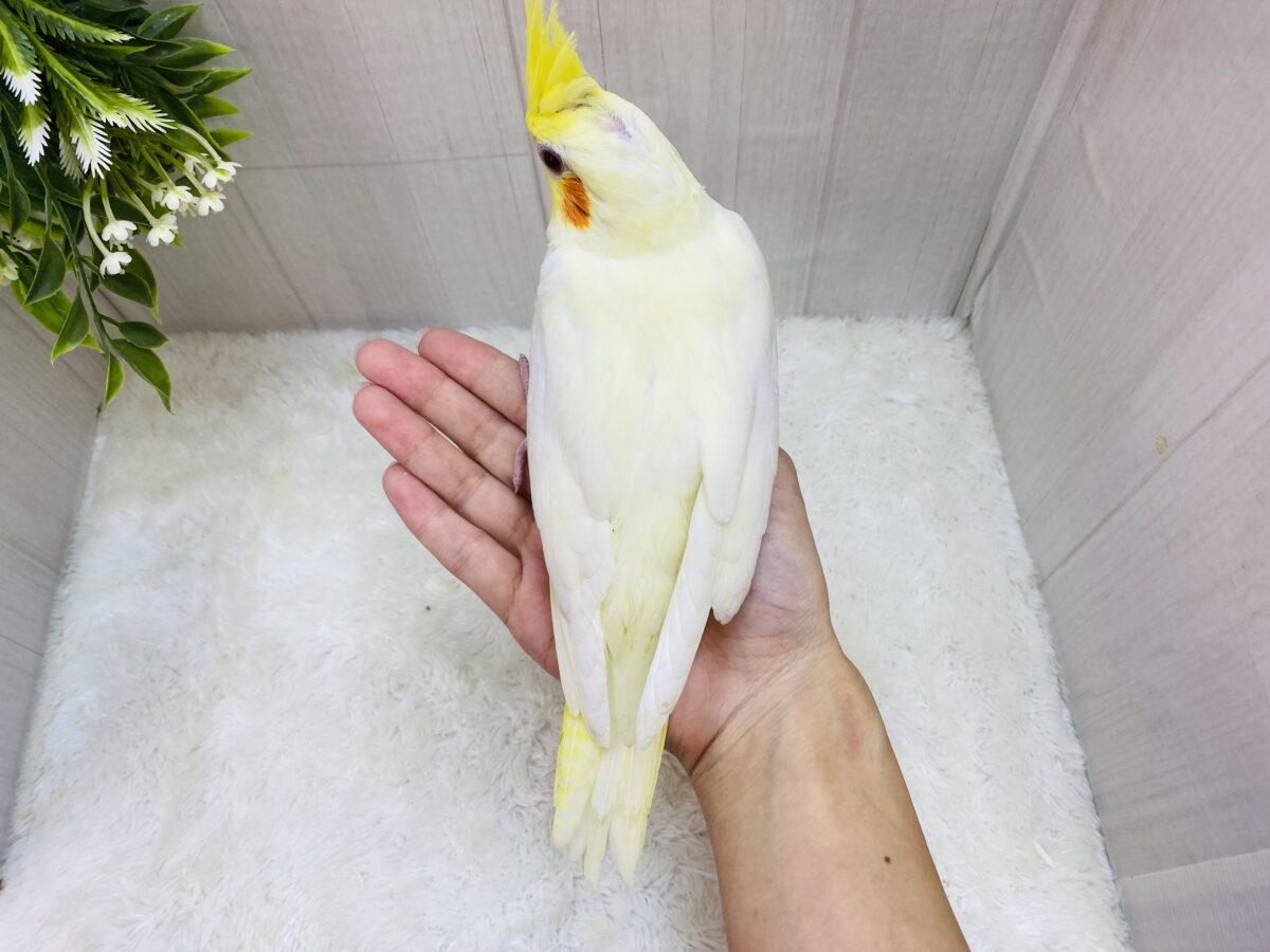 オカメインコ
