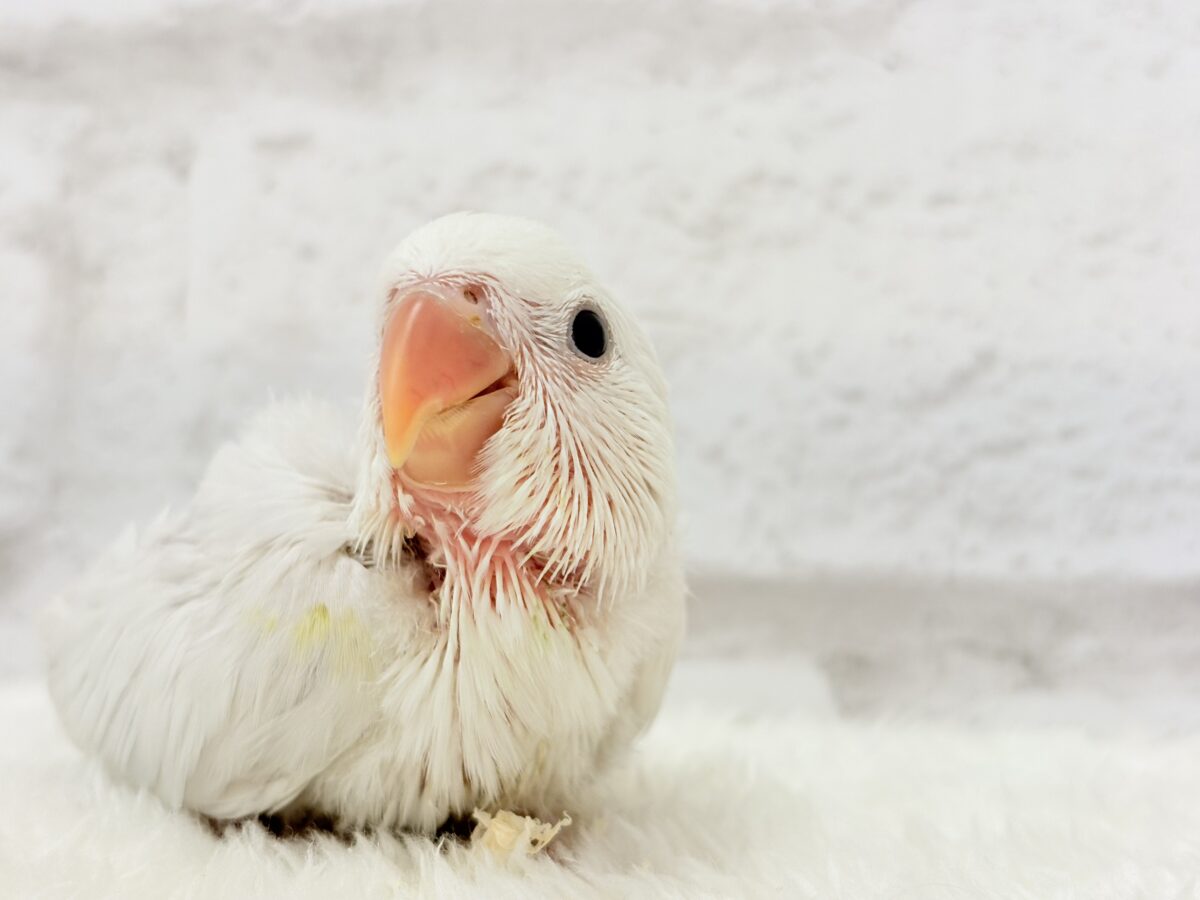激レア✨ふんわり香る淡い水色🐣🫧コザクラインコ(パリドブルーバイオレット) ヒナ コザクラインコ(小桜インコ)