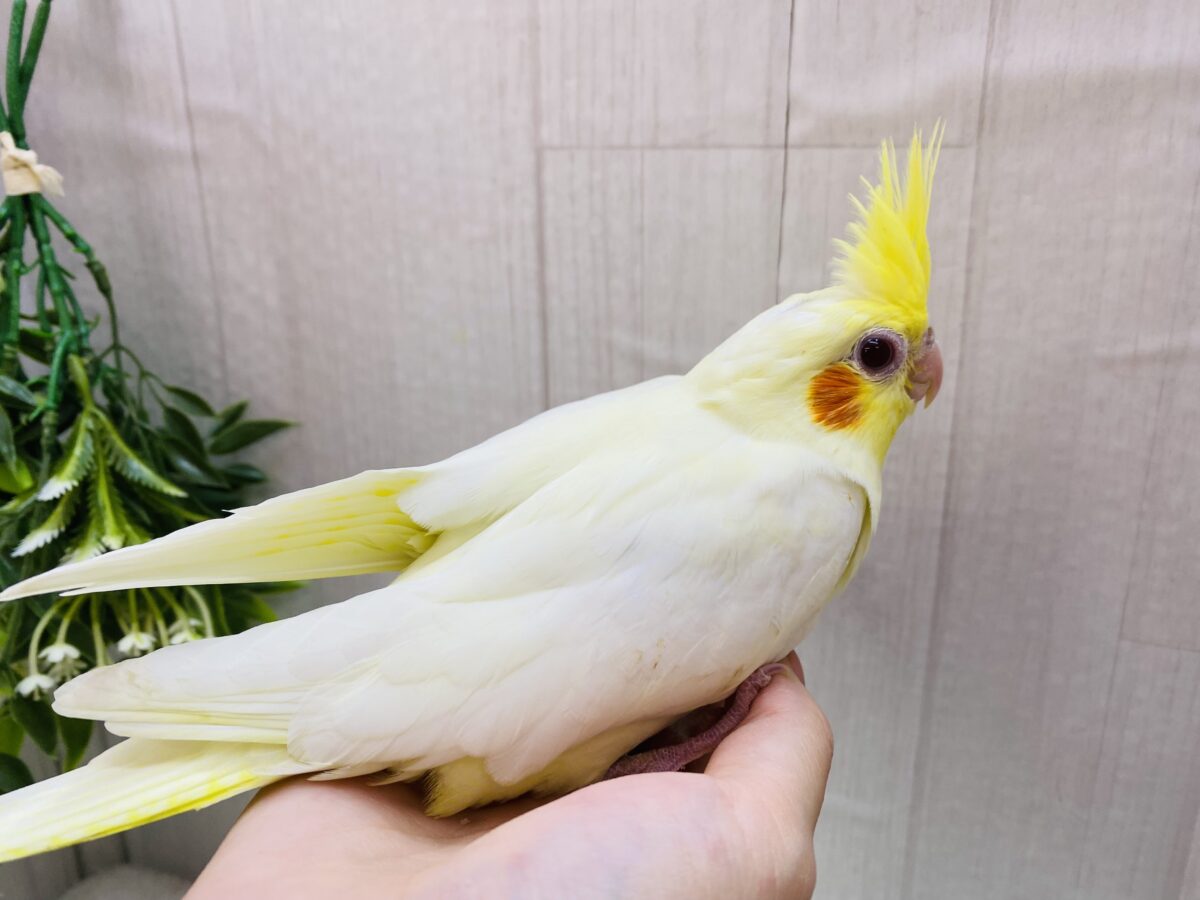 オカメインコ