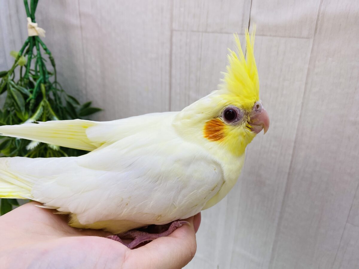 オカメインコ