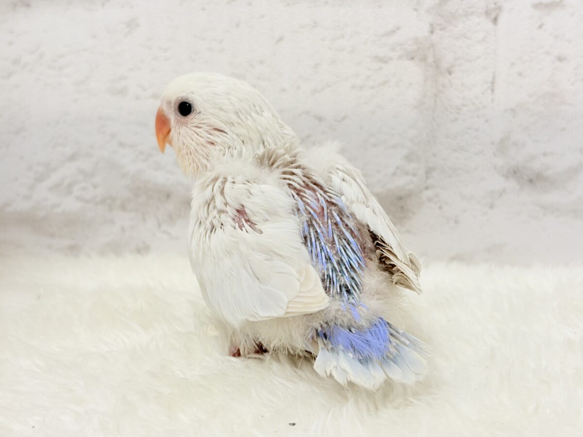コザクラインコ（小桜インコ）