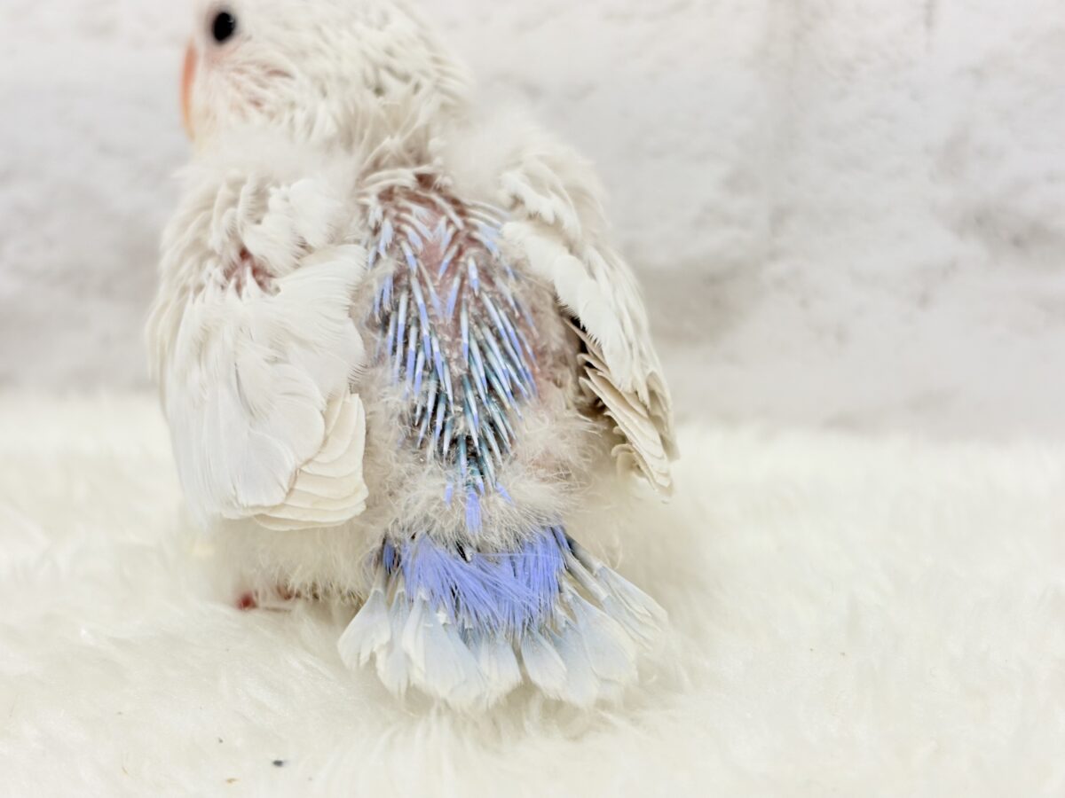 激レア✨ふんわり香る淡い水色🐣🫧コザクラインコ(パリドブルーバイオレット) ヒナ コザクラインコ(小桜インコ)