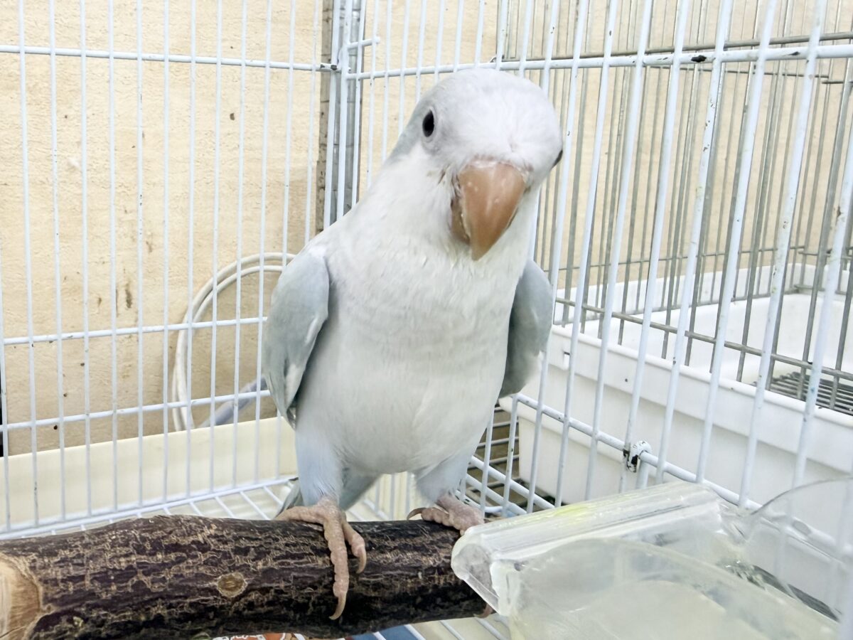 オキナインコ