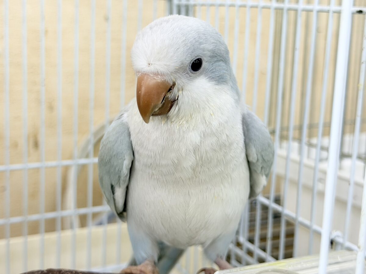 オキナインコ