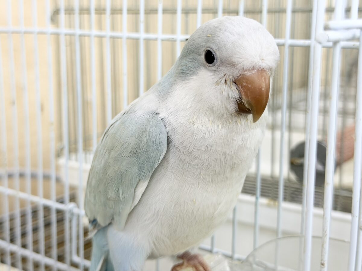 オキナインコ