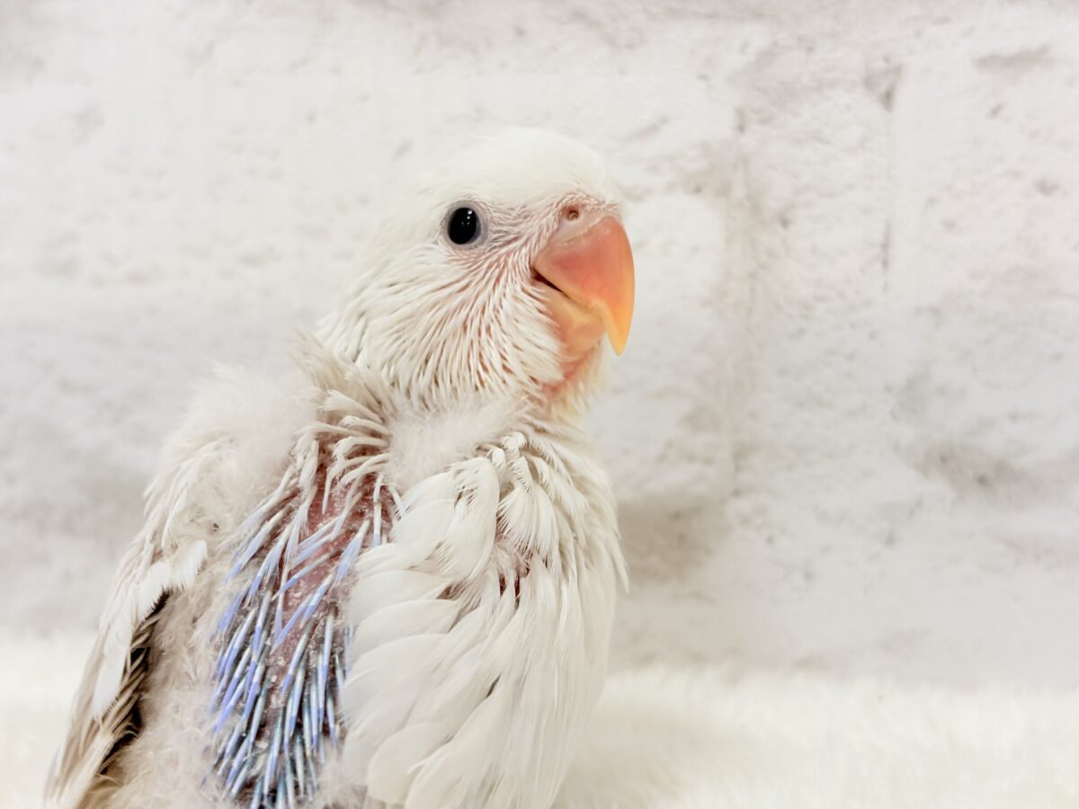 激レア✨ふんわり香る淡い水色🐣🫧コザクラインコ(パリドブルーバイオレット) ヒナ コザクラインコ(小桜インコ)
