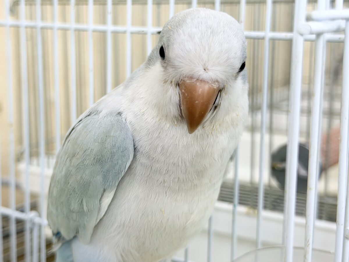 オキナインコ