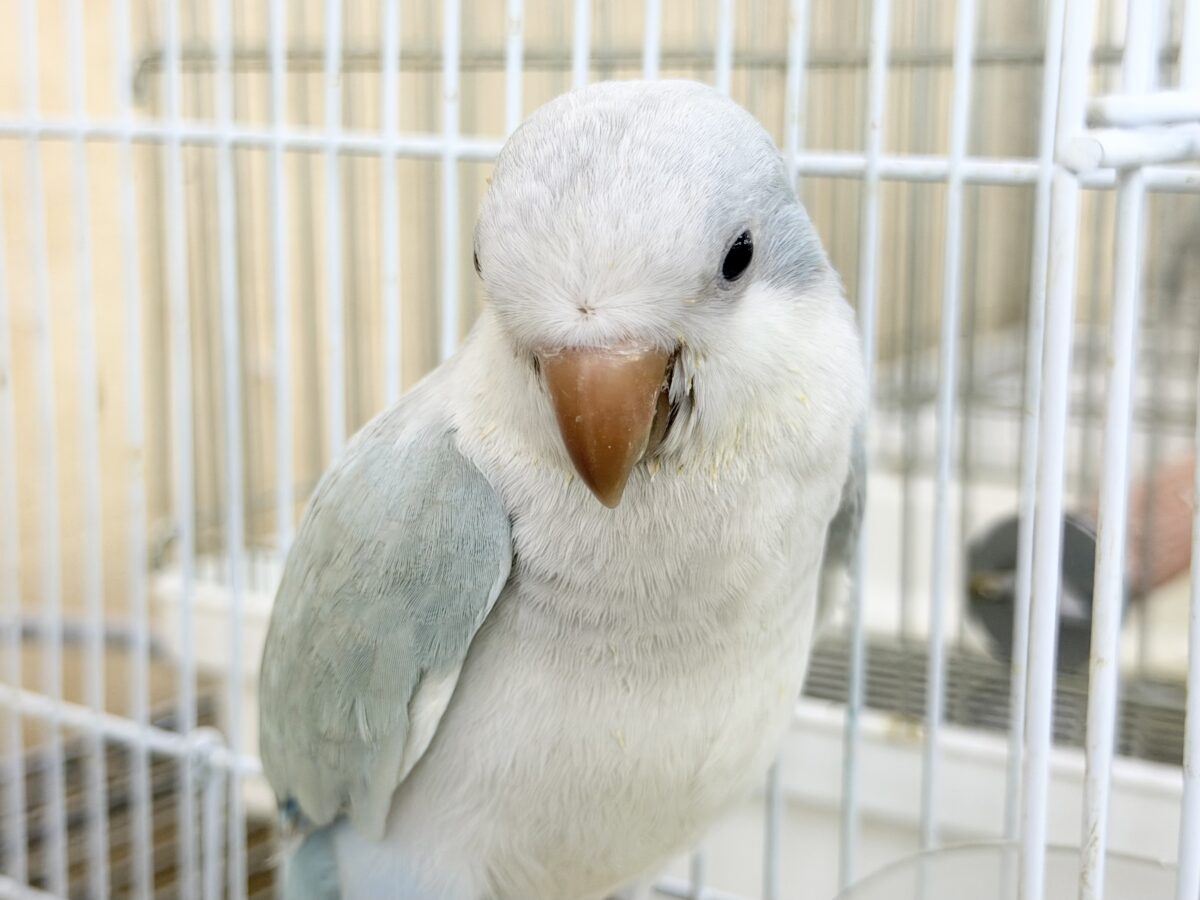 オキナインコ