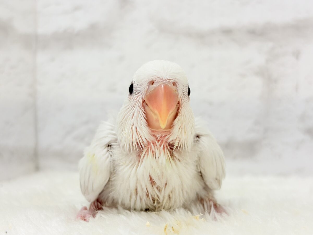 コザクラインコ（小桜インコ）