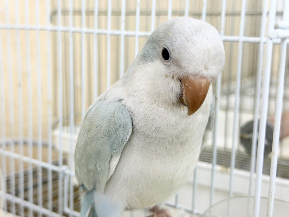 オキナインコ