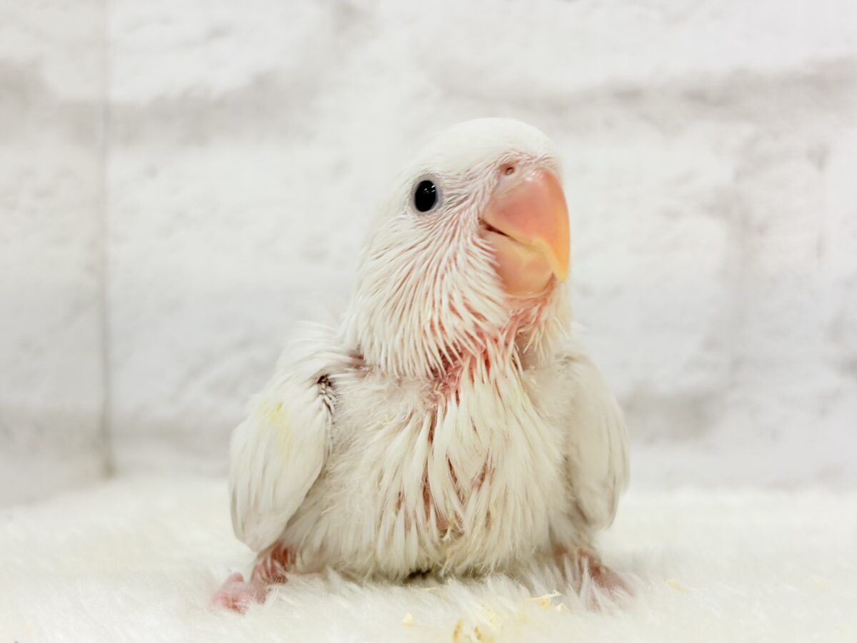 激レア✨ふんわり香る淡い水色🐣🫧コザクラインコ(パリドブルーバイオレット) ヒナ コザクラインコ(小桜インコ)