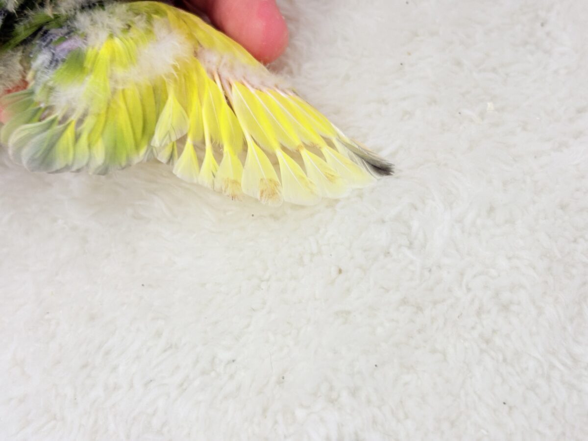 幸せ詰まった花束カラー🐣💐コザクラインコ(タイガーチェリー) ヒナ コザクラインコ(小桜インコ)