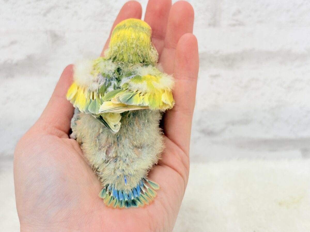 コザクラインコ（小桜インコ）