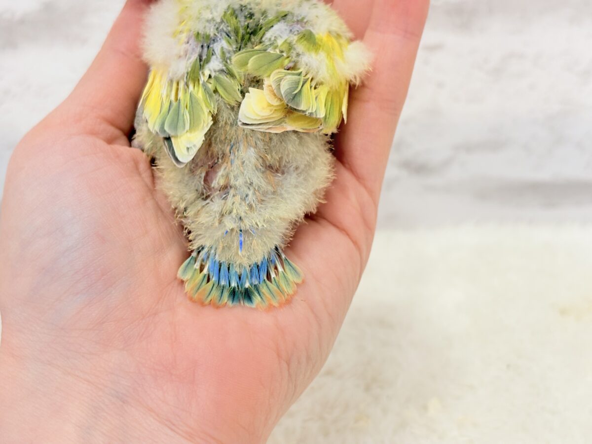 幸せ詰まった花束カラー🐣💐コザクラインコ(タイガーチェリー) ヒナ コザクラインコ(小桜インコ)