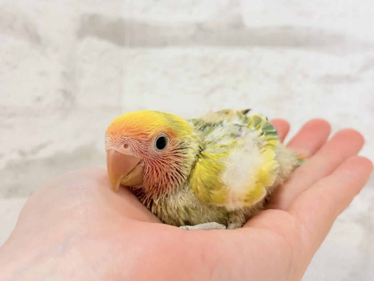 コザクラインコ（小桜インコ）