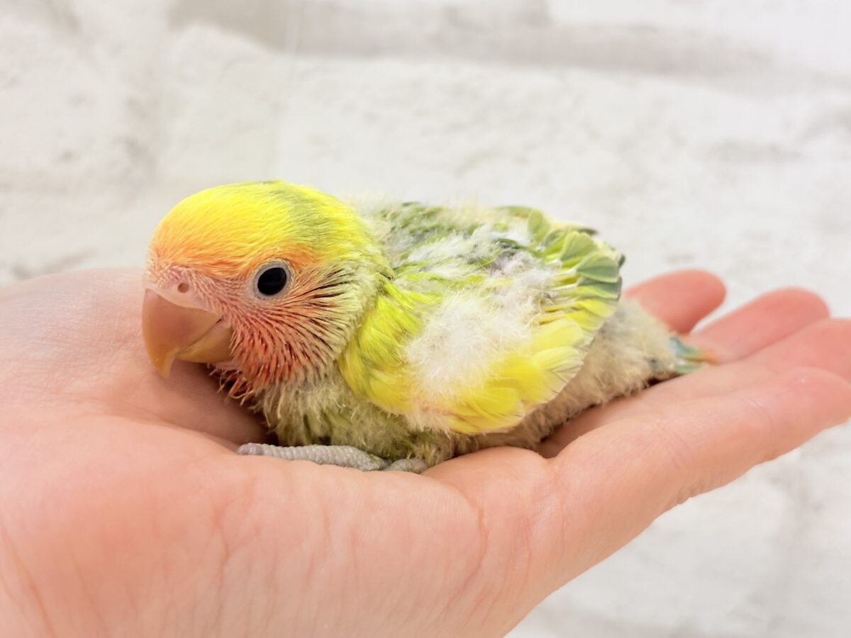 コザクラインコ（小桜インコ）
