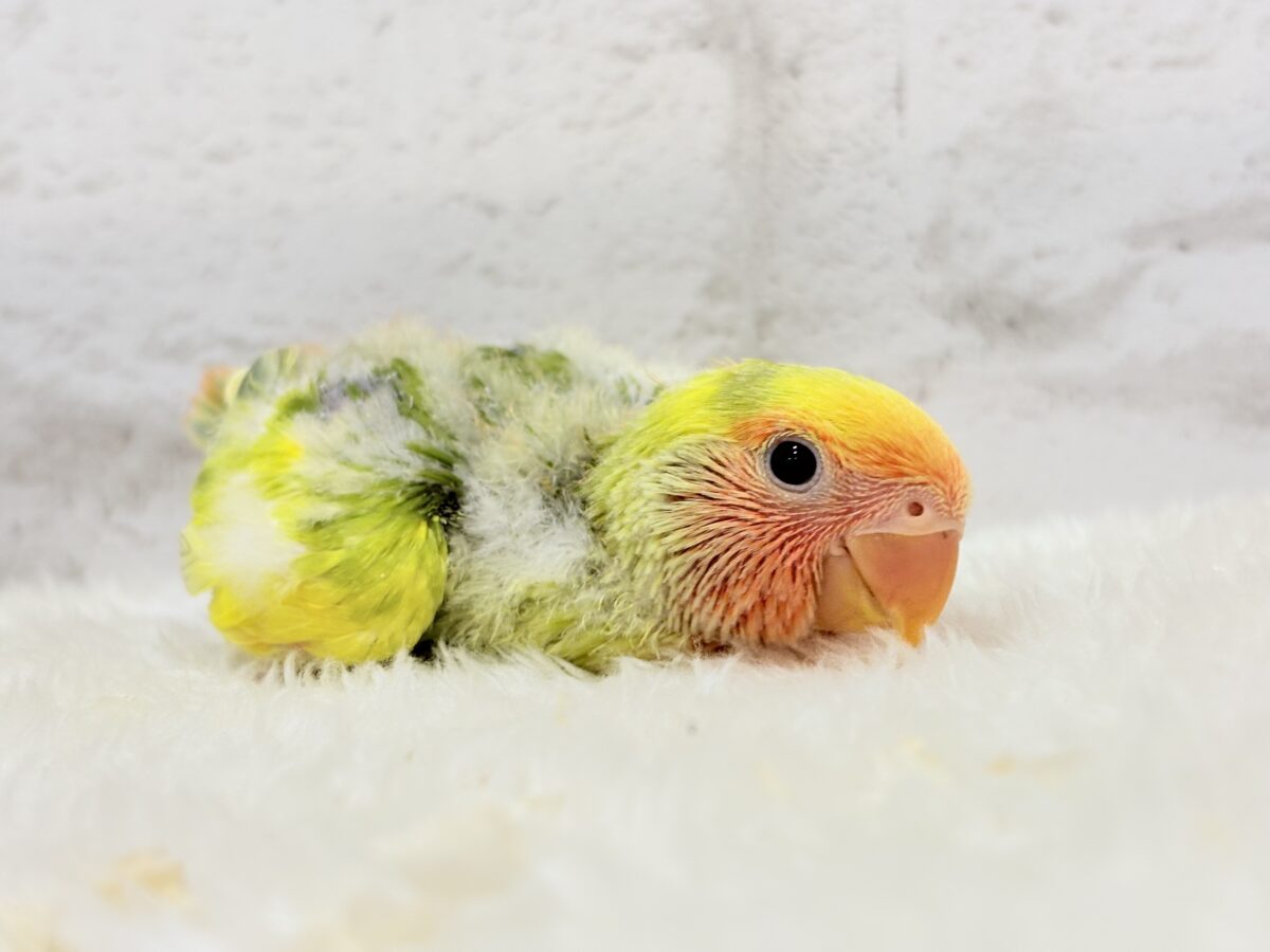 コザクラインコ（小桜インコ）
