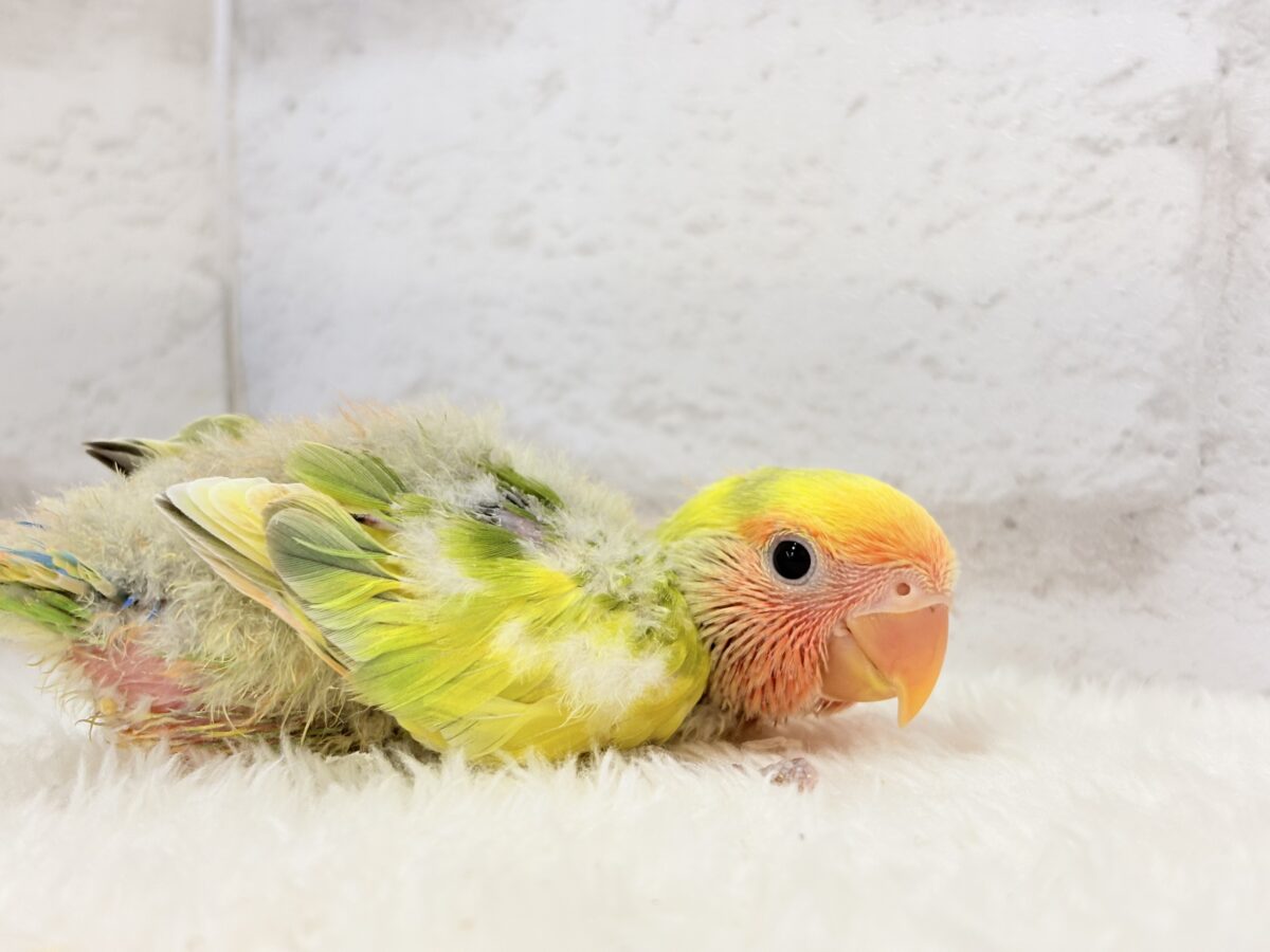 コザクラインコ（小桜インコ）