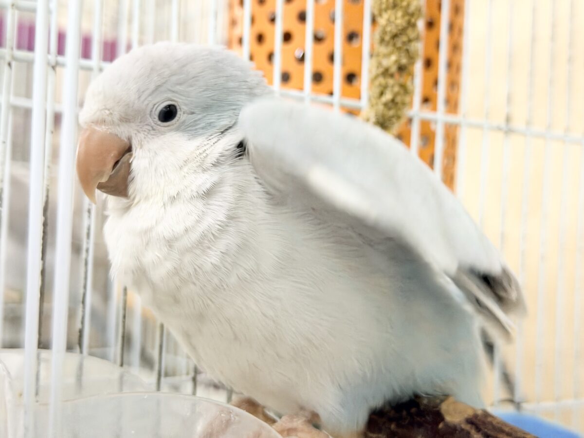 オキナインコ