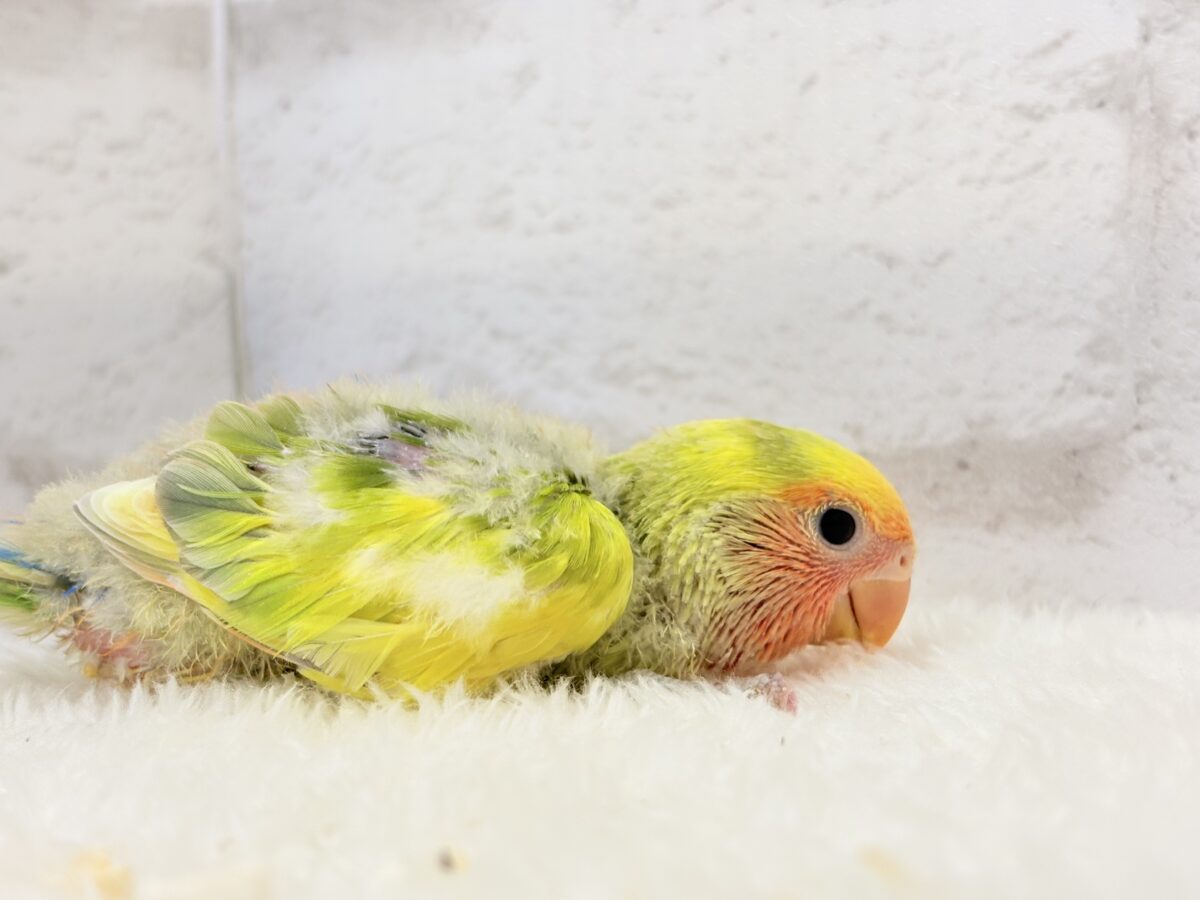コザクラインコ（小桜インコ）