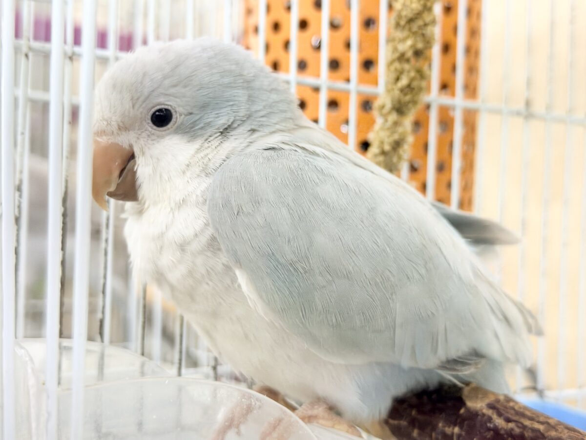 オキナインコ