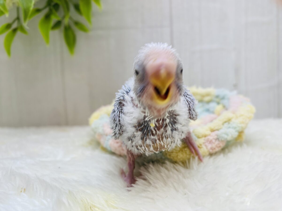 セキセイインコ