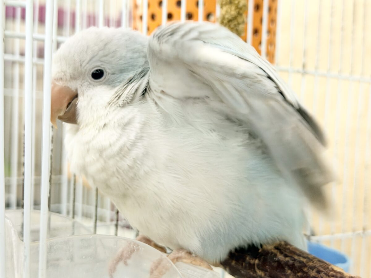 オキナインコ