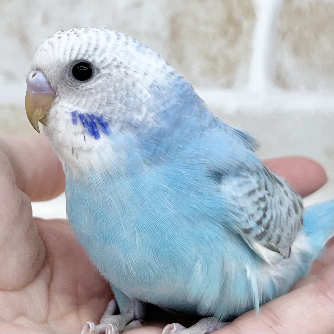 パステルブルー🩵🩶　セキセイインコ（オパーリングレーウイング）