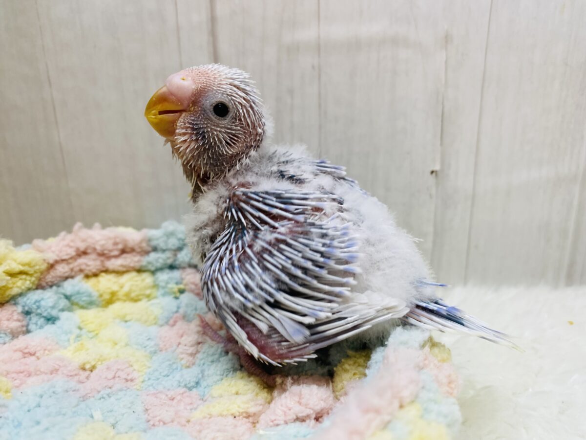 セキセイインコ