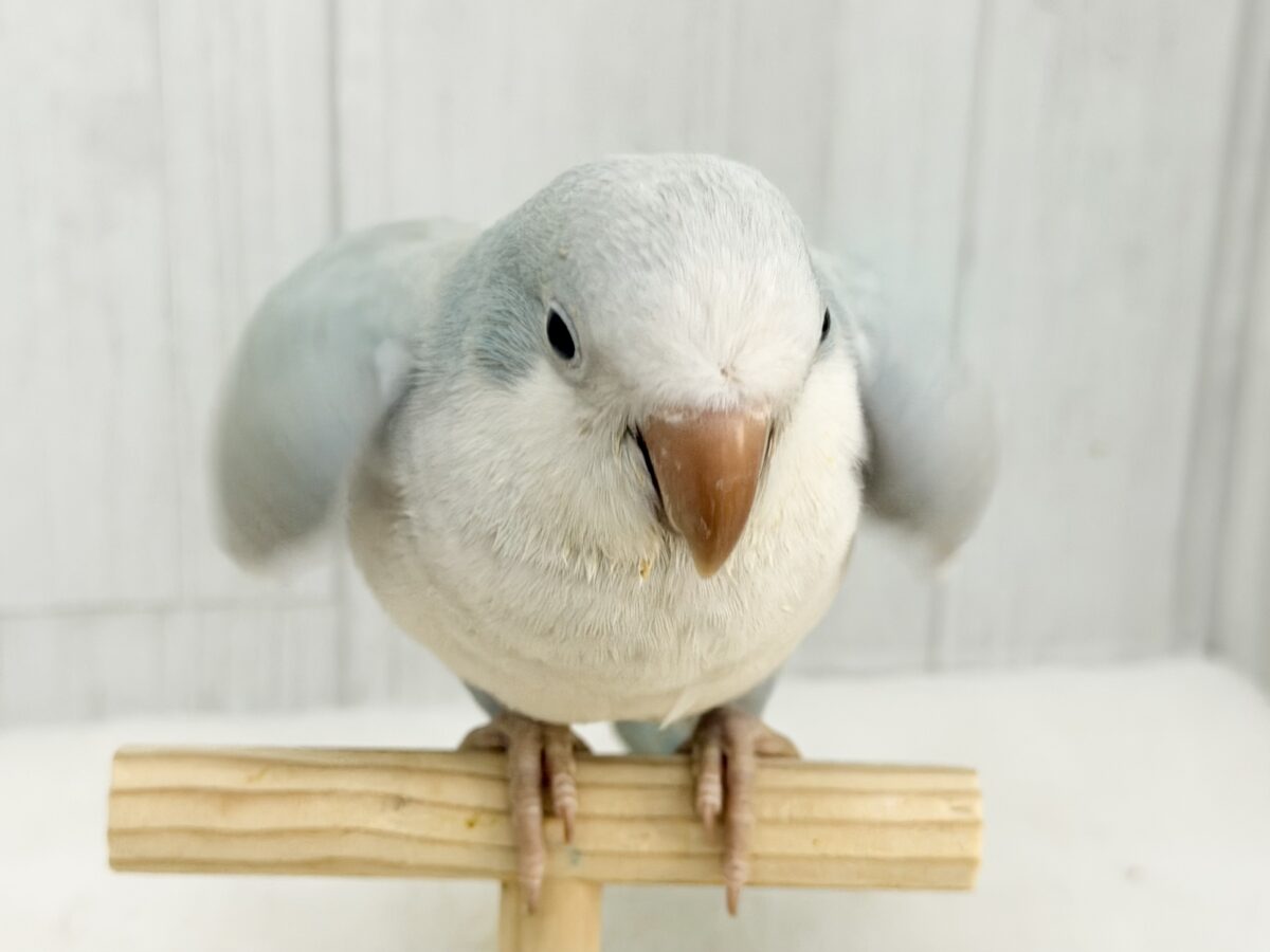 オキナインコ