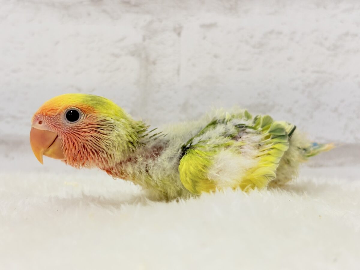 幸せ詰まった花束カラー🐣💐コザクラインコ(タイガーチェリー) ヒナ コザクラインコ(小桜インコ)