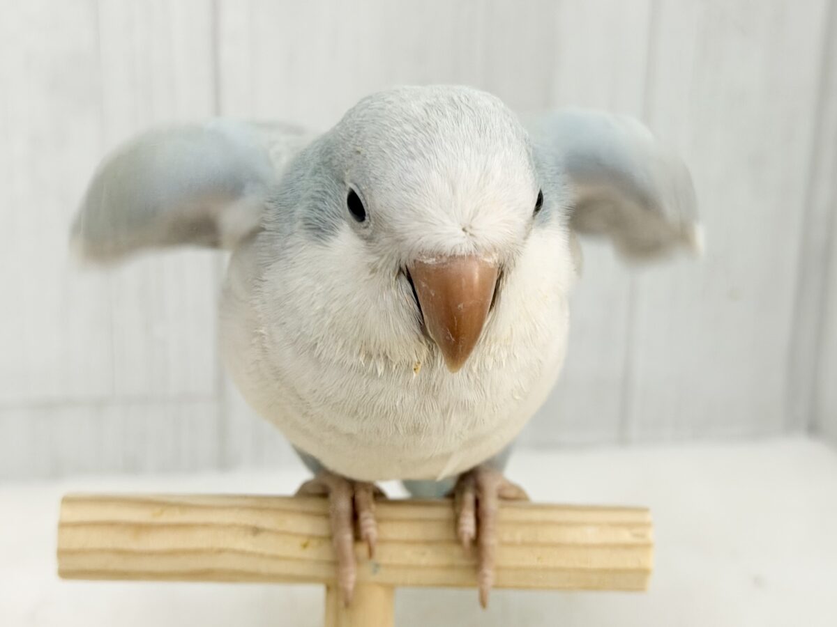 オキナインコ