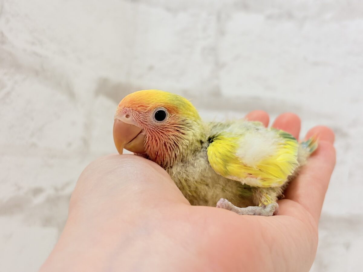 コザクラインコ（小桜インコ）