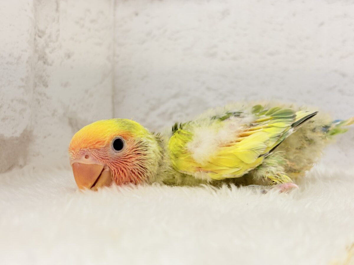 コザクラインコ（小桜インコ）